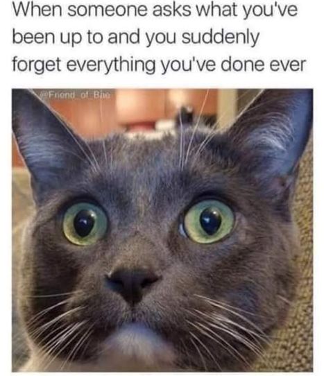 cat been up to.jpg